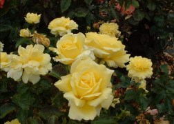 Magastörzsű rózsa / Golden Delight